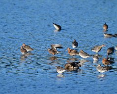 Hudsonian Godwit