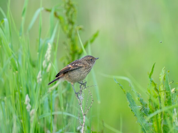 RSPB Burton Mere Wetlands 2024