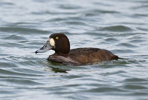 Scaup