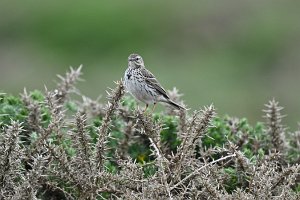 Meadow Pipit