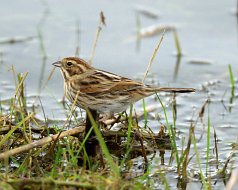 RSPB Conwy