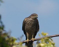 Sparrowhawk