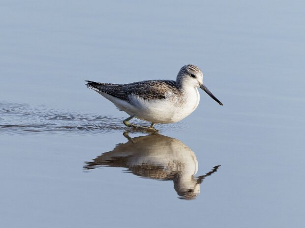 Deeside Naturalists' Society DeeNats membership required before visiting.