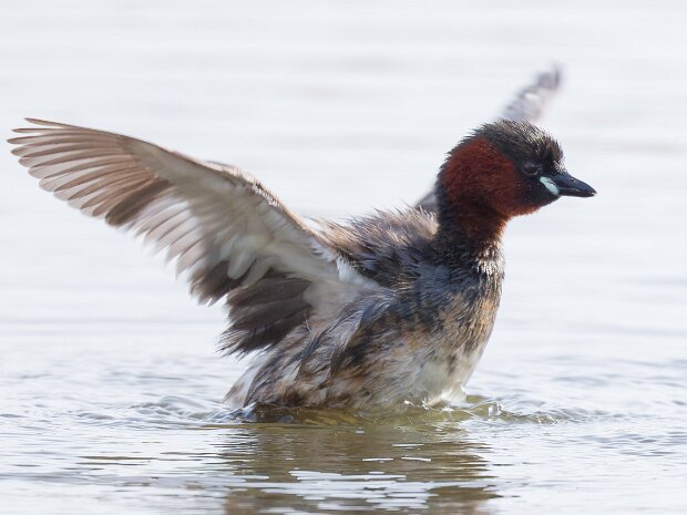 RSPB Burton Mere Wetlands