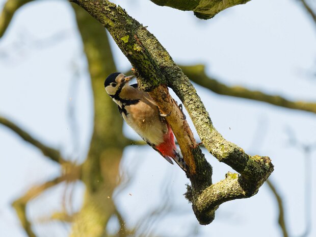 RSPB Burton Mere Wetlands