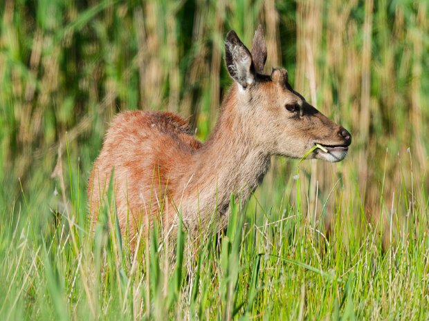RSPB Leighton Moss